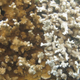 Healthy and bleached brown rice coral